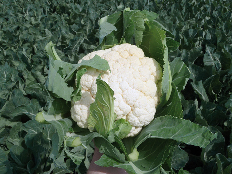 Seme Conero F1 - Ostalo | SM AgroShop