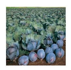 Profesionalno seme Seme kupusa Roxy F1 - Katalog semena povrća SM AgroShop