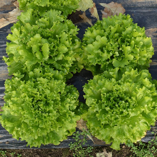 Profesionalno seme Seme salate Tonale ( zima) - Katalog semena povrća SM AgroShop