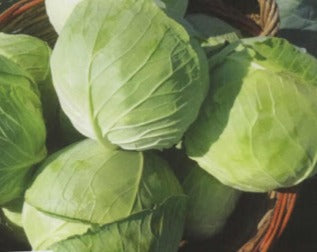 Profesionalno seme Seme kupusa Gaya F1 - Katalog semena povrća SM AgroShop