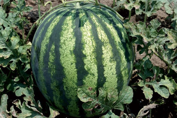 Seme Carmen F1 - Ostalo | SM AgroShop