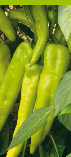 Profesionalno seme Seme paprike Ringo F1 - Katalog semena povrća SM AgroShop