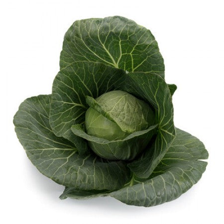 Seme Boleroma F1 - Ostalo | SM AgroShop