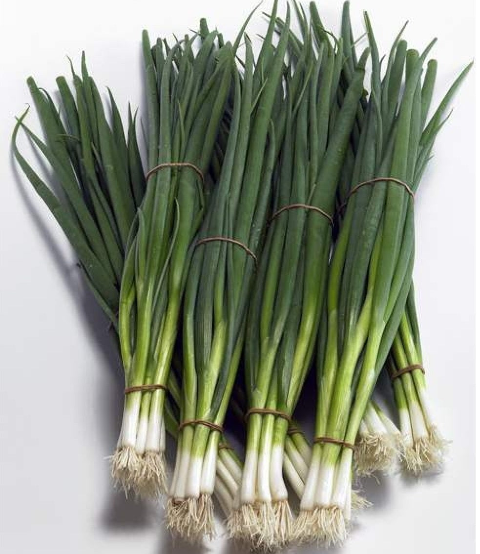Profesionalno seme Seme luka Totem F1 - Katalog semena povrća SM AgroShop