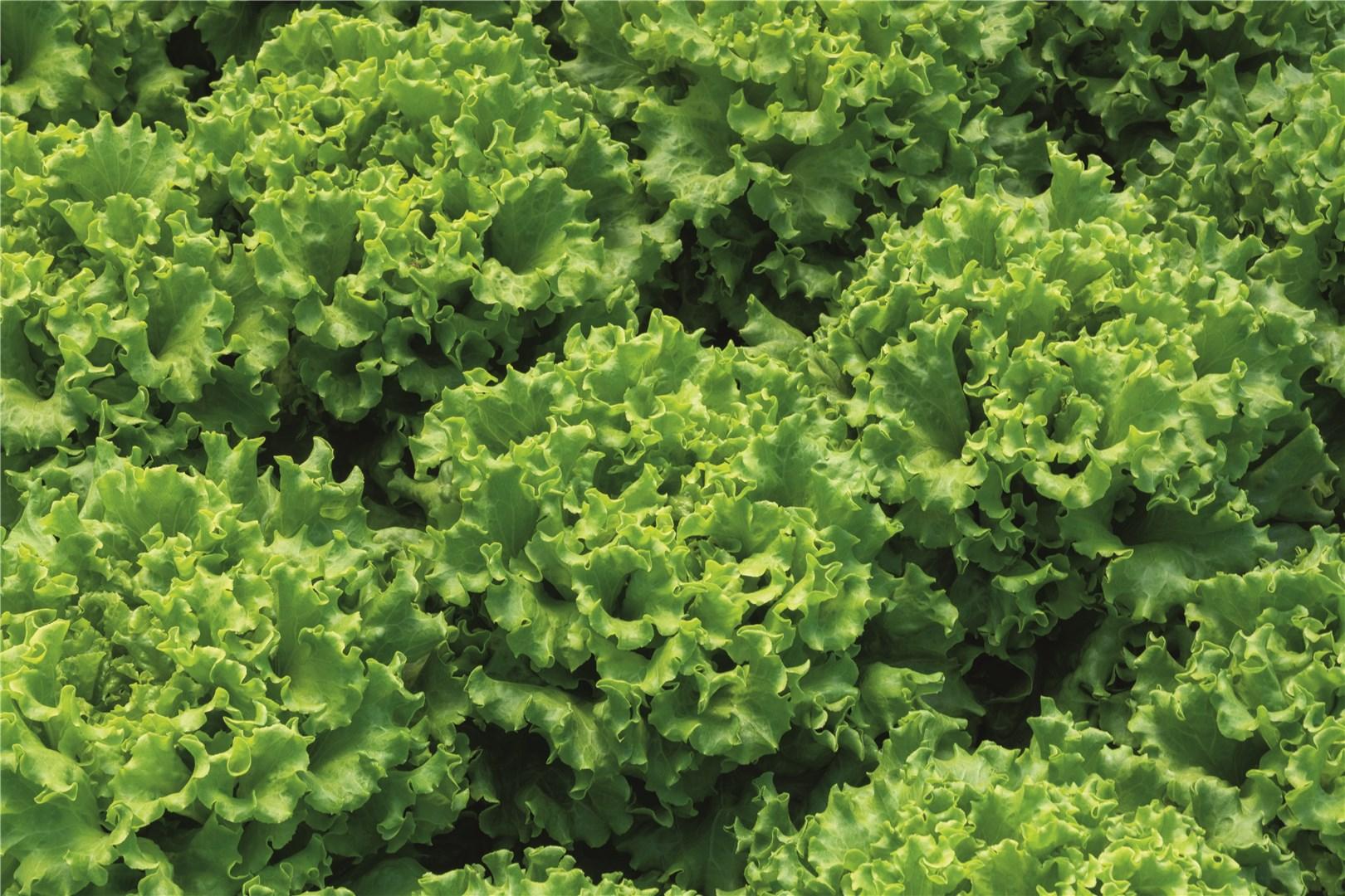 Seme Lianabel (proleće,leto,jesen) - Ostalo | SM AgroShop