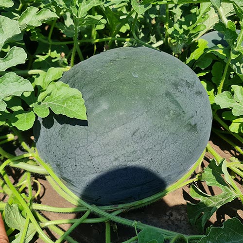 Seme Kinby F1 - Ostalo | SM AgroShop