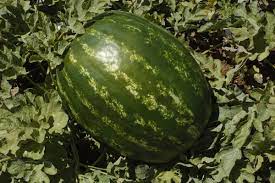 Profesionalno seme Seme salate Varda F1 - Katalog semena povrća SM AgroShop