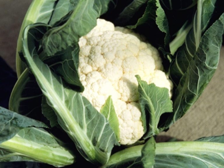 Profesionalno seme Seme karfiola Merton F1 - Katalog semena povrća SM AgroShop