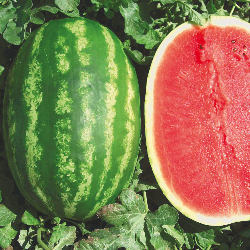 Seme Prismatica F1 - Ostalo | SM AgroShop