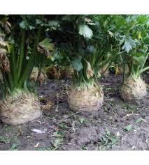 Seme Asterix - Ostalo | SM AgroShop