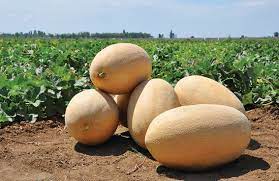 Seme Raymond F1 - Ostalo | SM AgroShop