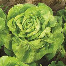 Seme Eliana (leto) - Ostalo | SM AgroShop