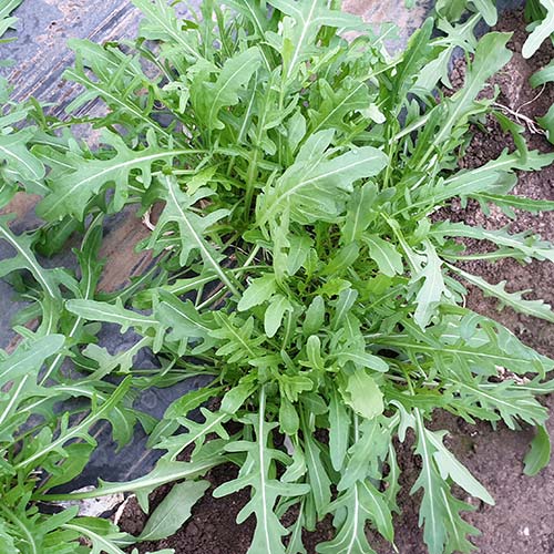 Seme Venera F1 - Ostalo | SM AgroShop