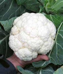 Seme Korlanu F1 - Ostalo | SM AgroShop