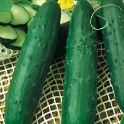 Seme Darina F1 - Ostalo | SM AgroShop