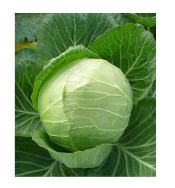 Profesionalno seme Seme kupusa Landini F1 - Katalog semena povrća SM AgroShop