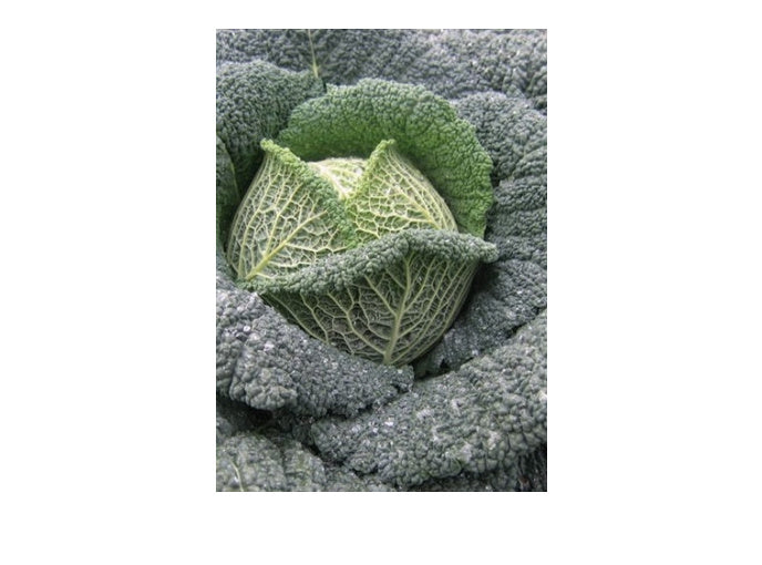 Seme Tourmaline F1 - Ostalo | SM AgroShop