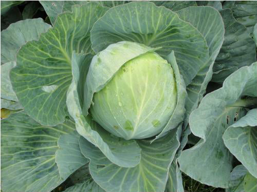 Profesionalno seme Seme kupusa Busoni F1 - Katalog semena povrća SM AgroShop