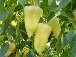 Seme Skytia F1 - Ostalo | SM AgroShop