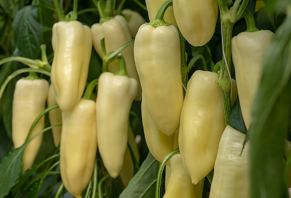 Profesionalno seme Seme paprike Bravia F1 - Katalog semena povrća SM AgroShop - Brza dostava