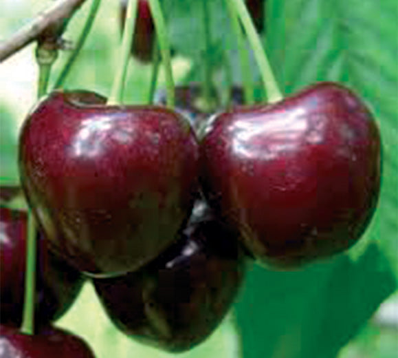 Seme Sad.Trešnja Kordia - Ostalo | SM AgroShop