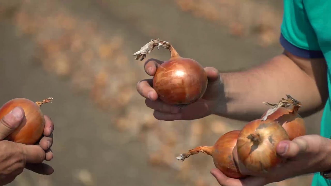 Seme Elenka F1 - Ostalo | SM AgroShop