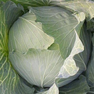 Seme Hana F1 - Ostalo | SM AgroShop