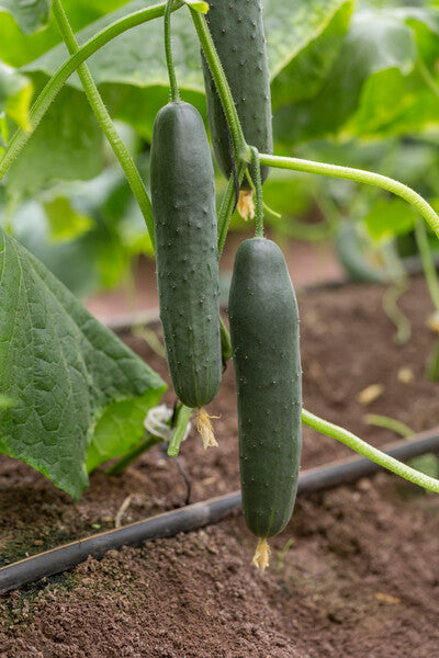 Prodaja Caman F1 RZ - Cena semena Ostalo | SM AgroShop