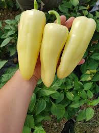 Profesionalno seme Seme paprike Celtic F1 - Katalog semena povrća SM AgroShop