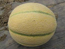 Prodaja Centro F1 - Cena semena Ostalo | SM AgroShop