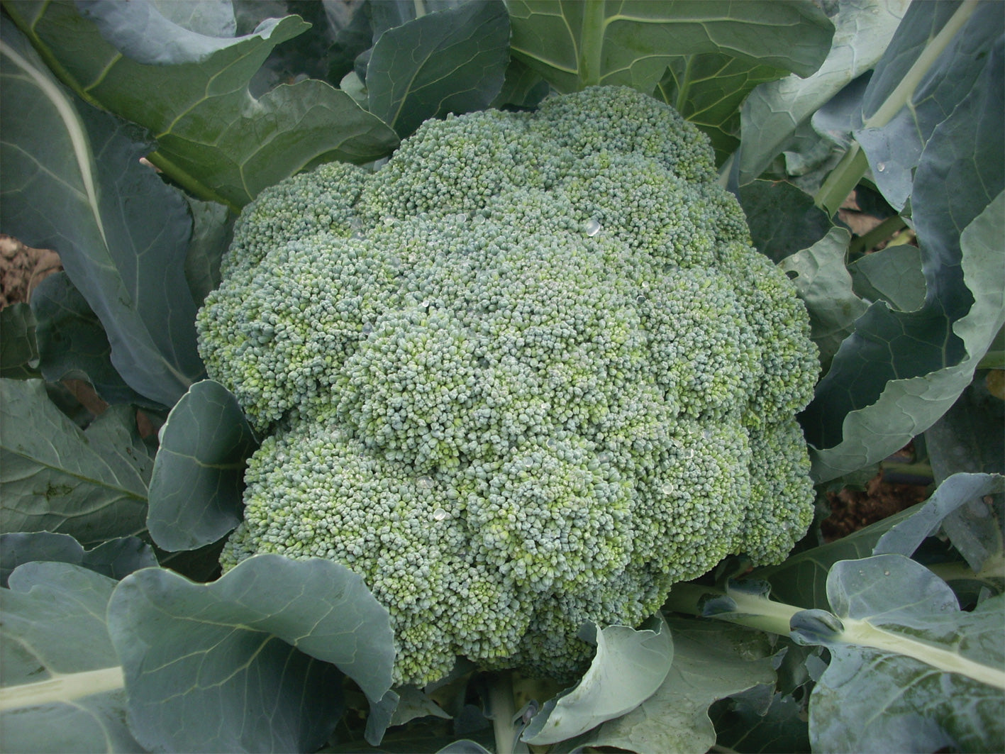 Seme Heraklion F1 - Ostalo | SM AgroShop