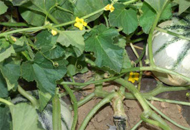 Seme Routpower No 3 F1 - Ostalo | SM AgroShop