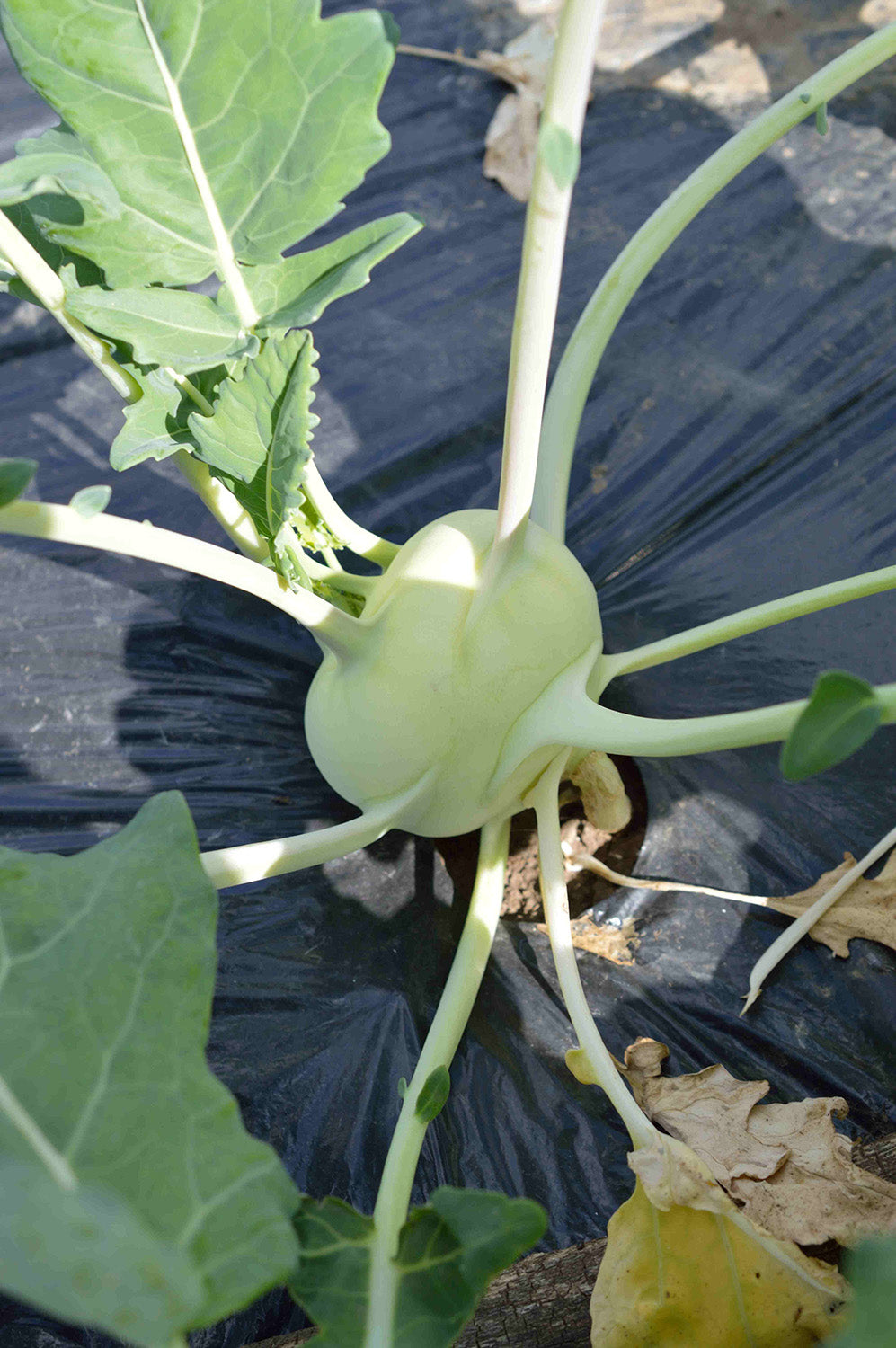 Seme Korfu F1 - Ostalo | SM AgroShop