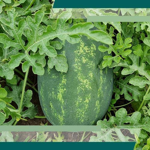 Seme Naisy F1 - Ostalo | SM AgroShop