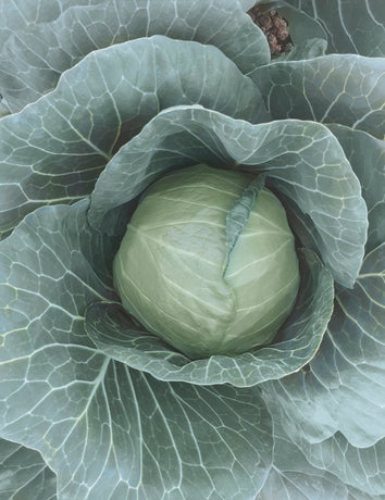 Profesionalno seme Seme kupusa Thalys F1 - Katalog semena povrća SM AgroShop