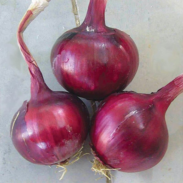 Profesionalno seme Seme luka Fabula F1 - Katalog semena povrća SM AgroShop