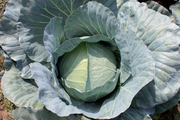 Profesionalno seme Seme kupusa Compass F1 - Katalog semena povrća SM AgroShop - Brza dostava