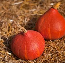 Prodaja Bundeva Hokaido Uchiki Kuri - Cena semena Ostalo | SM AgroShop