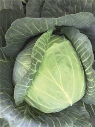 Seme Report F1 - Ostalo | SM AgroShop