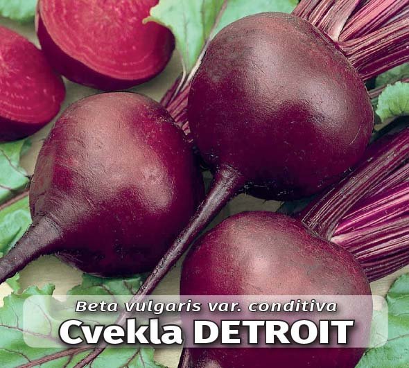 Seme Detroit (MIP seed) - Ostalo | SM AgroShop