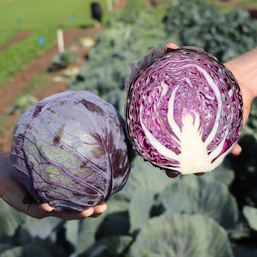 Seme Riva F1 - Ostalo | SM AgroShop