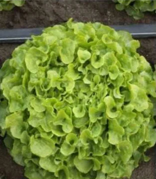 Seme Kidow (proleće,jesen) - Ostalo | SM AgroShop