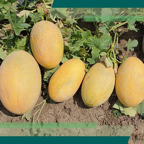 Seme ASKV 4 F1 - Ostalo | SM AgroShop