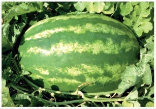 Seme Early Crimara F1 - Ostalo | SM AgroShop