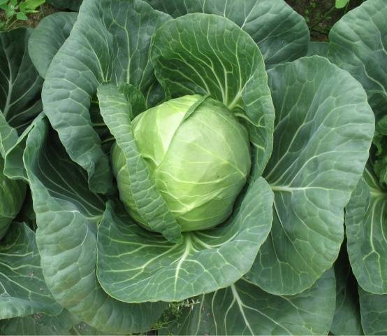 Profesionalno seme Seme kupusa Nozomi F1 - Katalog semena povrća SM AgroShop