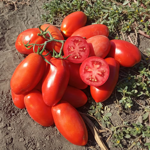 Seme Tygo F1 (niski) - Ostalo | SM AgroShop