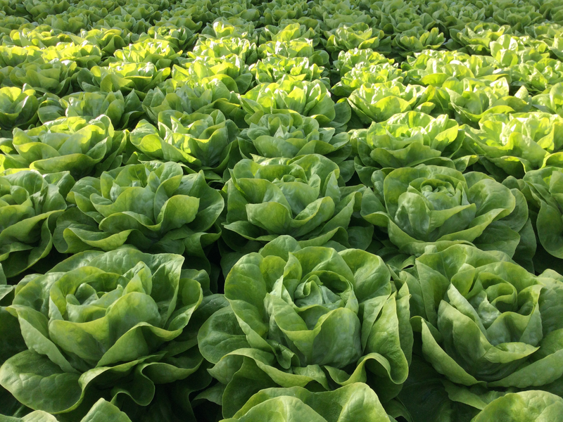 Profesionalno seme Seme salate Singapore (prolece, jesen, zima) - Katalog semena povrća SM AgroShop