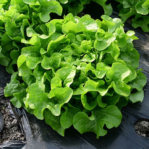 Profesionalno seme Seme salate Quelio (proleće, jesen) - Katalog semena povrća SM AgroShop