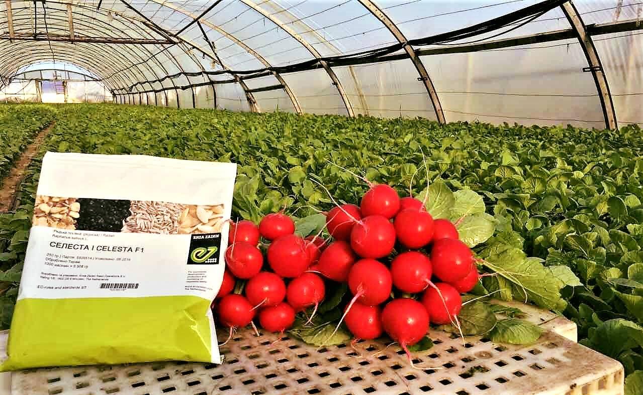 Profesionalno seme Seme rotkvice Celesta F1 EZ - Katalog semena povrća SM AgroShop