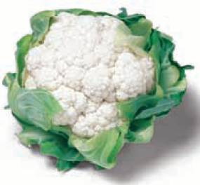 Profesionalno seme Seme karfiola Lecanu F1 - Katalog semena povrća SM AgroShop